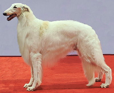 Top Conformation Borzoi 2020